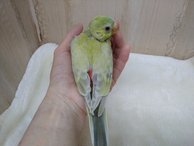 声がとってもキレイです!美声インコさんいますよ〜 ビセイインコ(美声インコ)