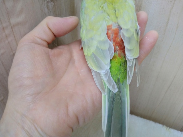 声がとってもキレイです!美声インコさんいますよ〜 ビセイインコ(美声インコ)