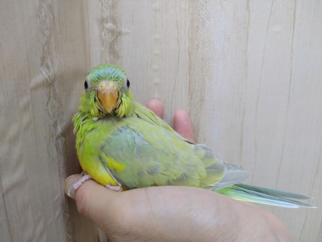 声がとってもキレイです!美声インコさんいますよ〜 ビセイインコ(美声インコ)