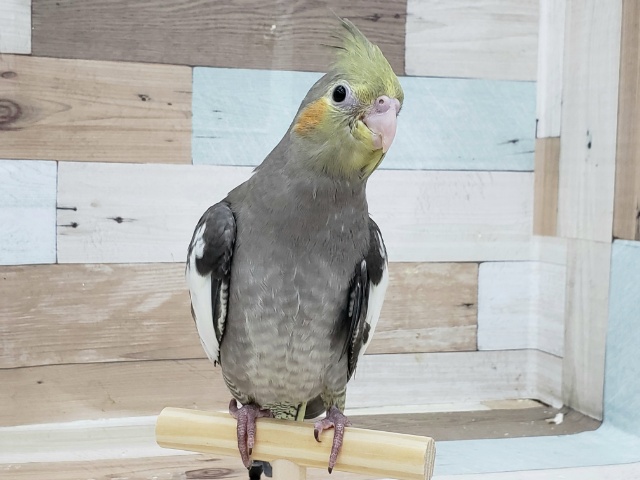 オカメインコ
