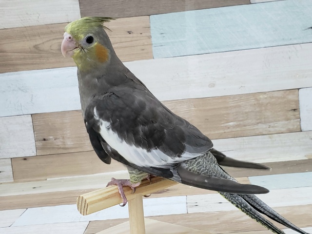 オカメインコ