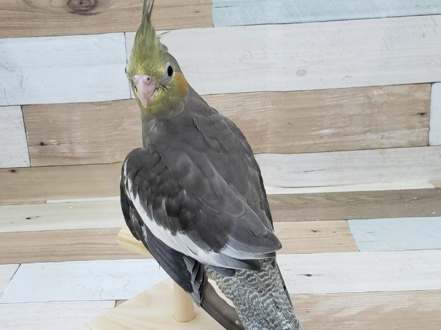 オカメインコ