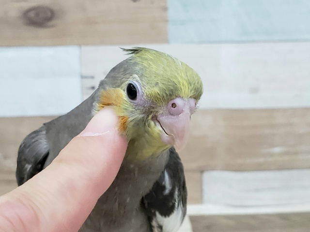 オカメインコ