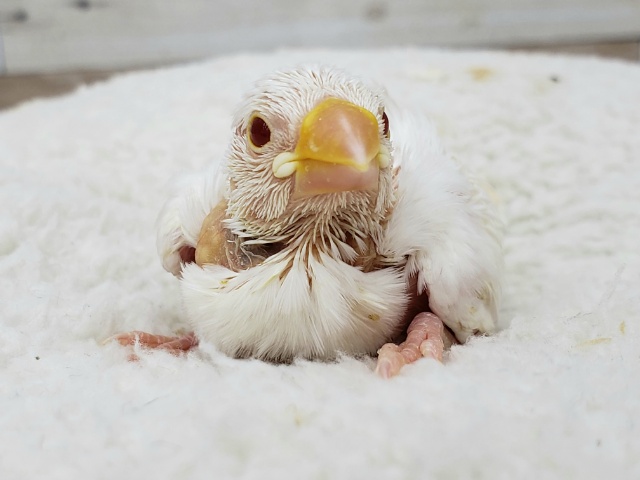 アルビノ文鳥