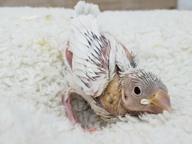 シルバーイノ文鳥