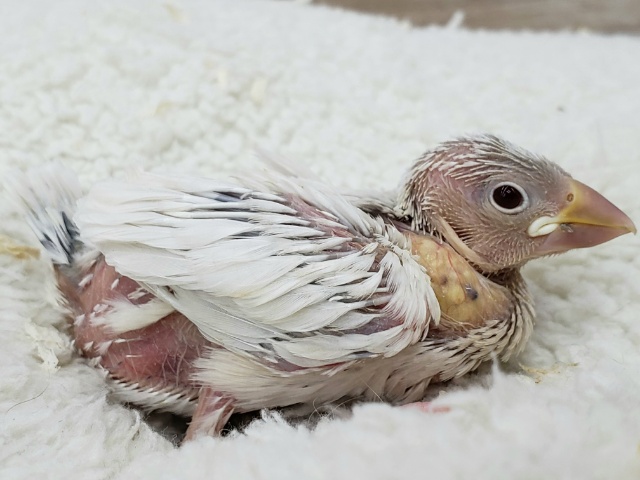 シルバーイノ文鳥