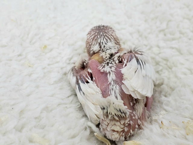 シルバーイノ文鳥