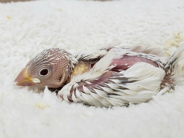 シルバーイノ文鳥