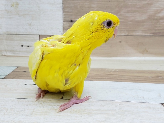 サザナミインコ