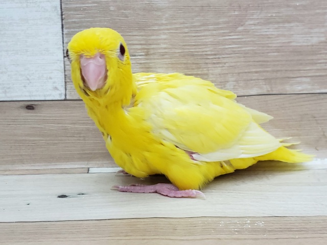 サザナミインコ