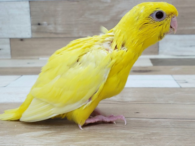 サザナミインコ