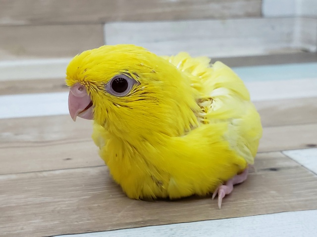 サザナミインコ