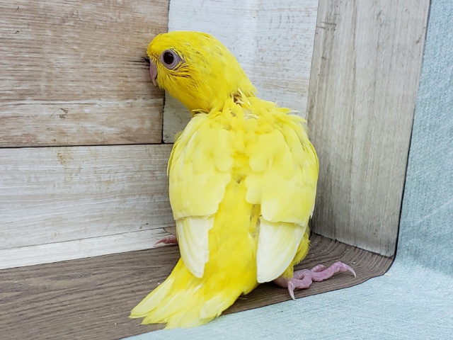 サザナミインコ