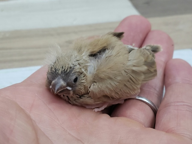 錦花鳥（キンカチョウ）