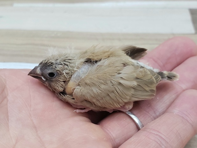 錦花鳥（キンカチョウ）