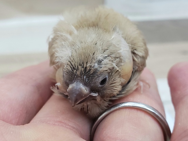 錦花鳥（キンカチョウ）