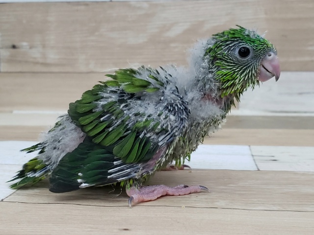 サザナミインコ
