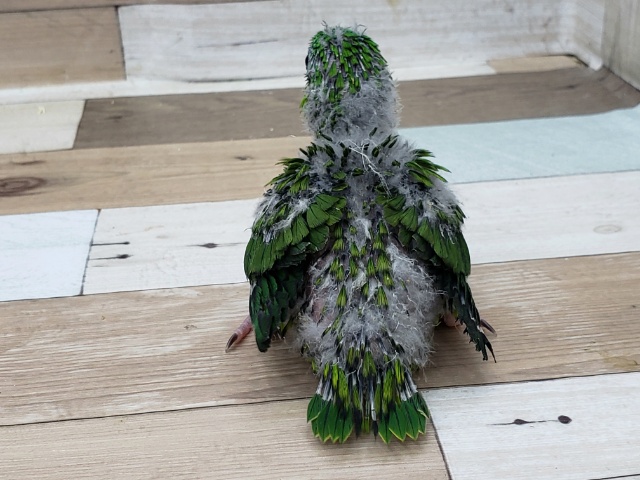 サザナミインコ