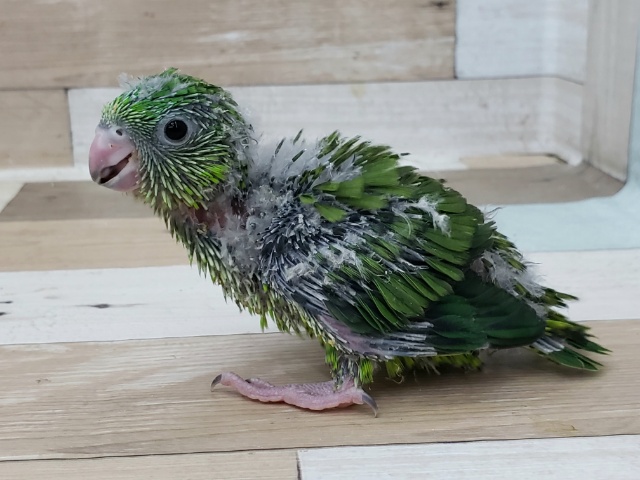 サザナミインコ