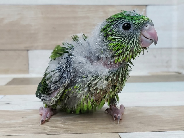 サザナミインコ