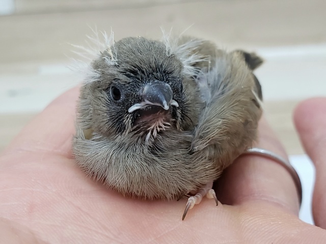 錦花鳥（キンカチョウ）