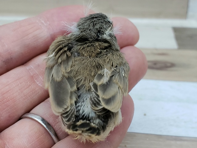 錦花鳥（キンカチョウ）