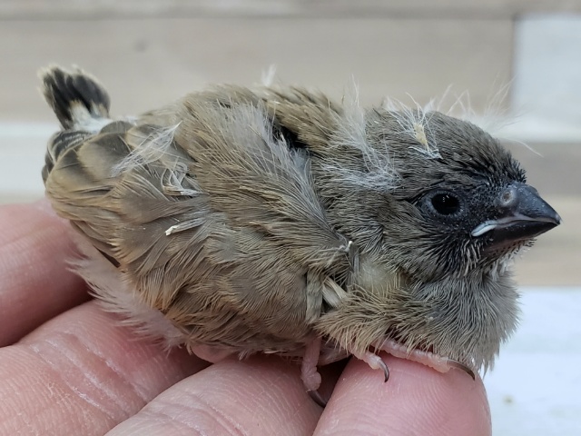 錦花鳥（キンカチョウ）