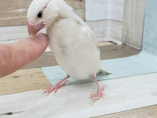 シナモン文鳥