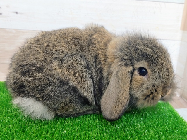 ロップイヤーラビット