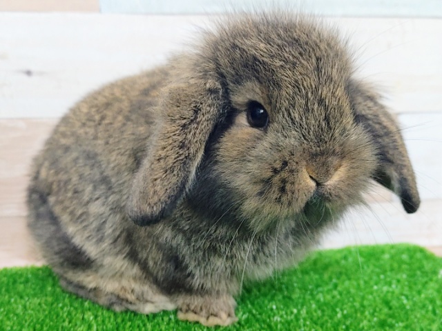 ロップイヤーラビット