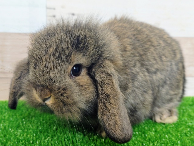 ロップイヤーラビット