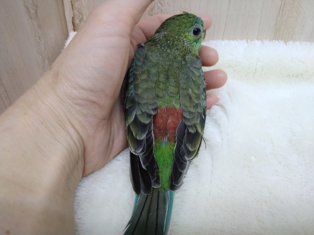 ビセイインコ（美声インコ）