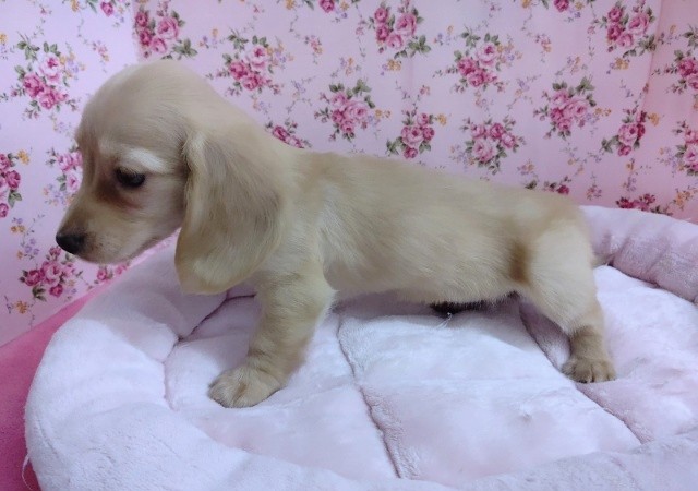 ミニチュアダックス