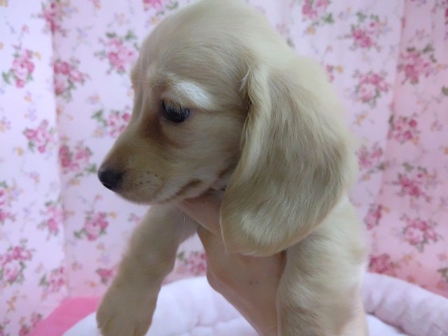 ミニチュアダックス