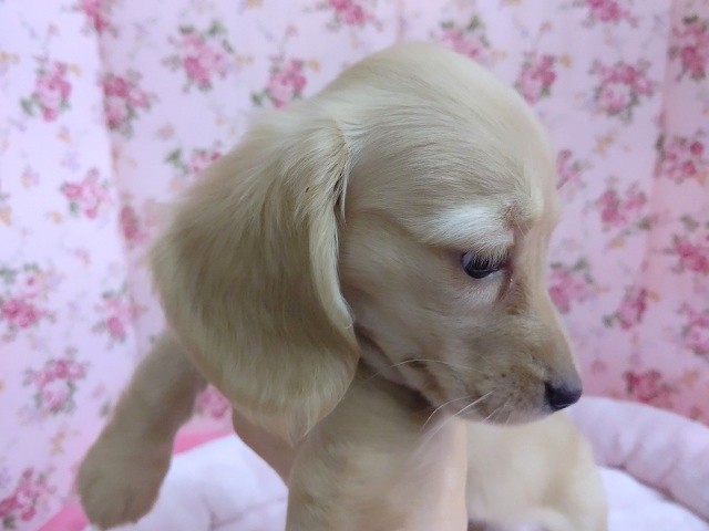 ミニチュアダックス