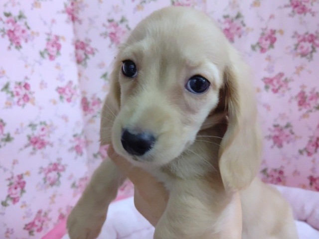 ミニチュアダックス