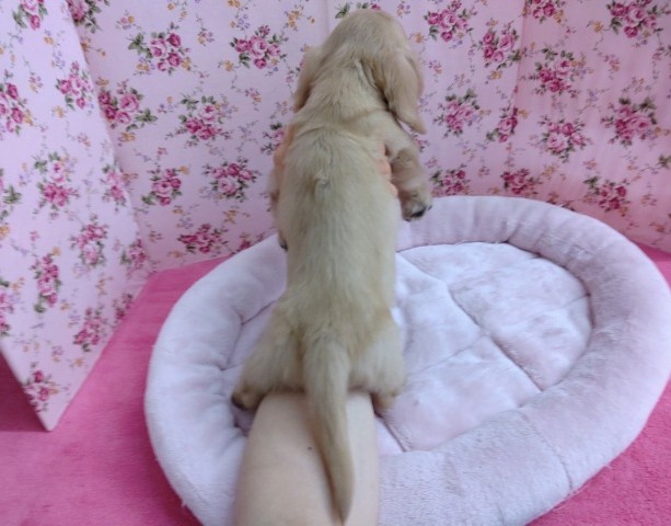 ミニチュアダックス