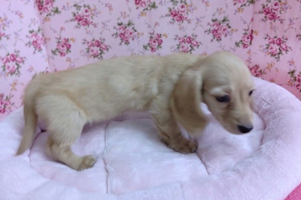 ミニチュアダックス