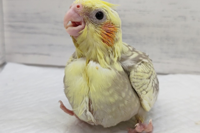 オカメインコ