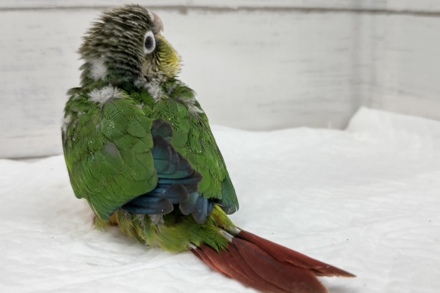 ホオミドリウロコインコ