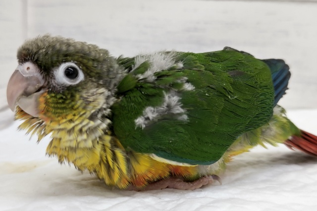 ホオミドリウロコインコ