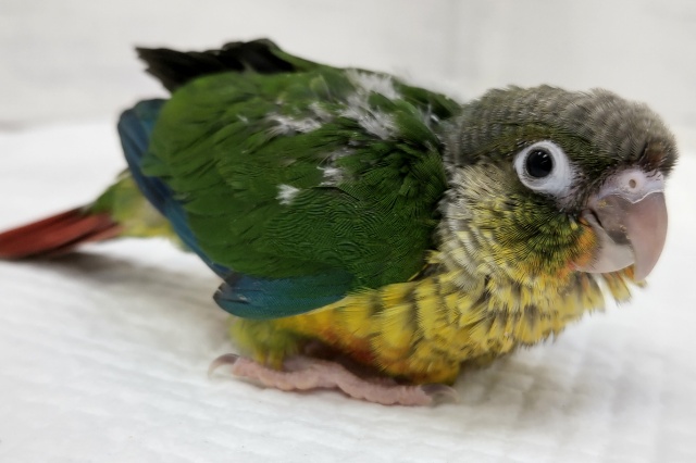 ホオミドリウロコインコ