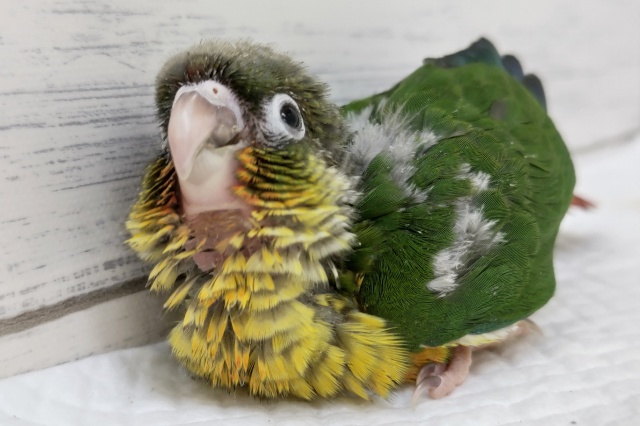 ホオミドリウロコインコ