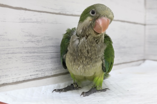 オキナインコ