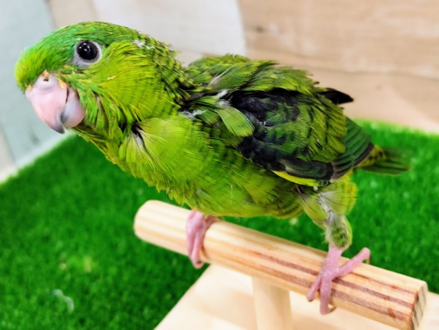 サザナミインコ