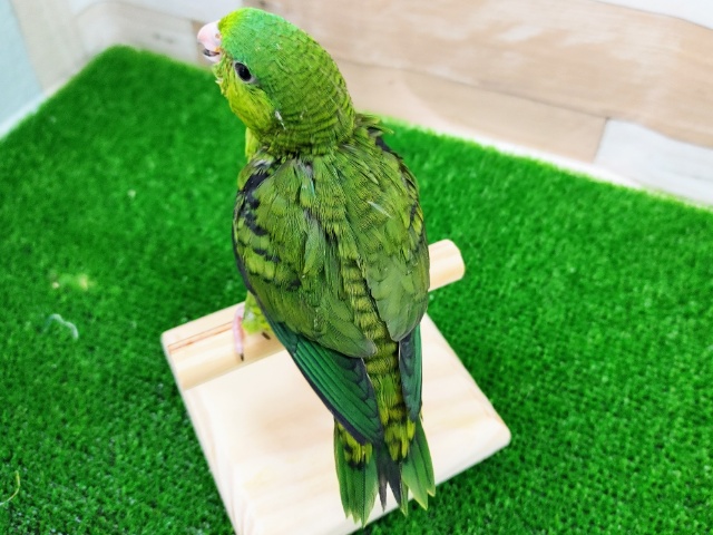 サザナミインコ