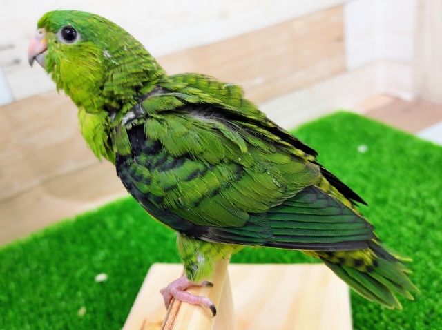 サザナミインコ