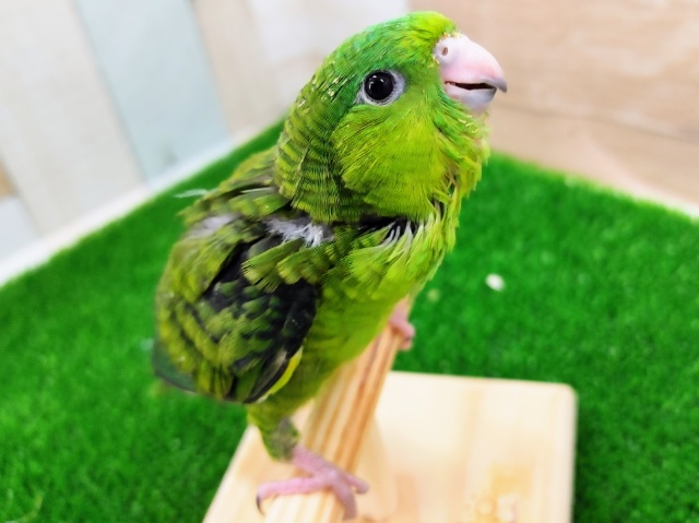 サザナミインコ