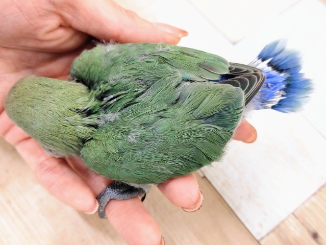 コザクラインコ（小桜インコ）