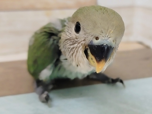 コザクラインコ（小桜インコ）